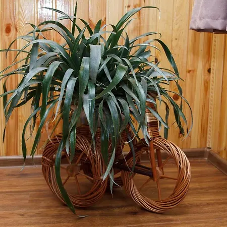 карпатське сяйво Гостевой дом